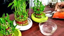 How To Fertilize Your Lucky Bamboo Plants ?