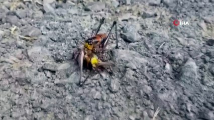 Etçil çekirge görenleri şaşırttı