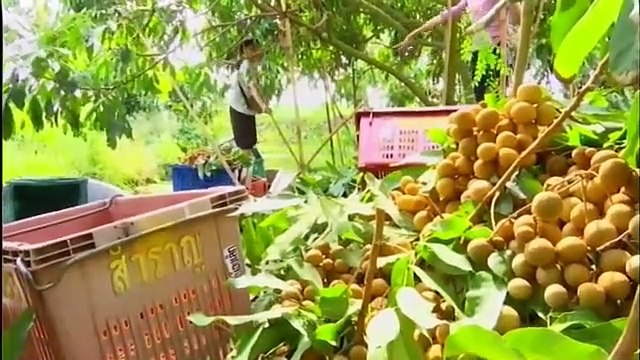 ข่าวในพระราชสำนัก วันอังคารที่ 7 มิถุนายน 2559 (ช่อง 9)