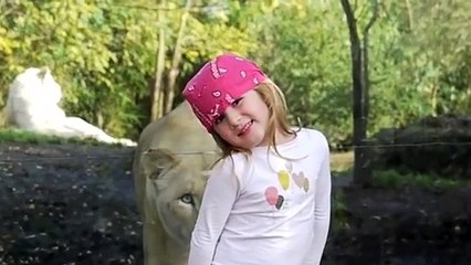 Une lionne vient faire une petite surprise à une fillette