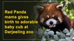 Red Panda mother gives birth to adorable baby cub at Darjeeling zoo