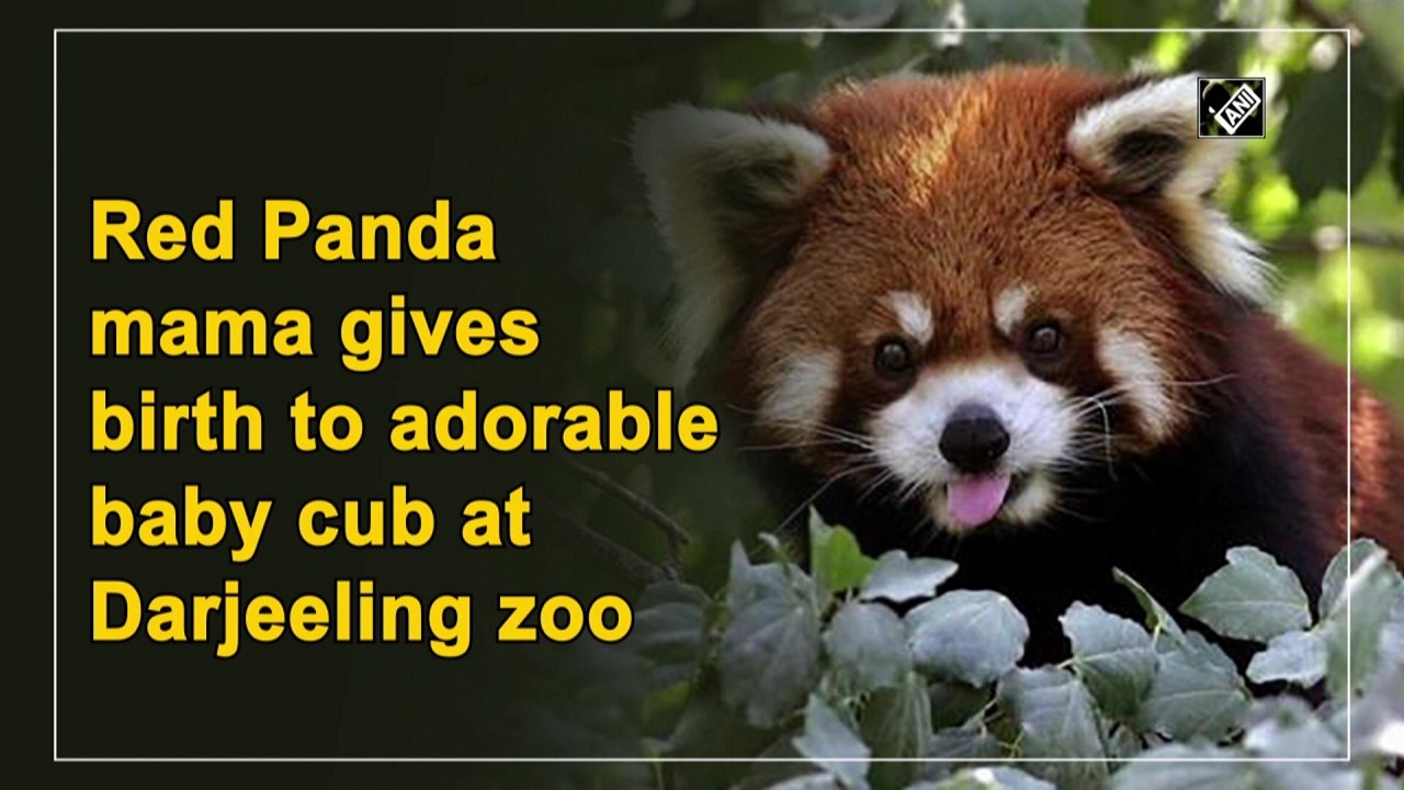 Red Panda mother gives birth to adorable baby c...