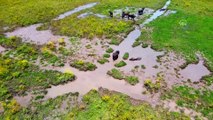 OSMANİYE - Sıcaktan bunalan mandalar çamurlu suda serinliyor