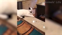 Funny pets videos  | funny dogs | funny cats | funny video | funny pets