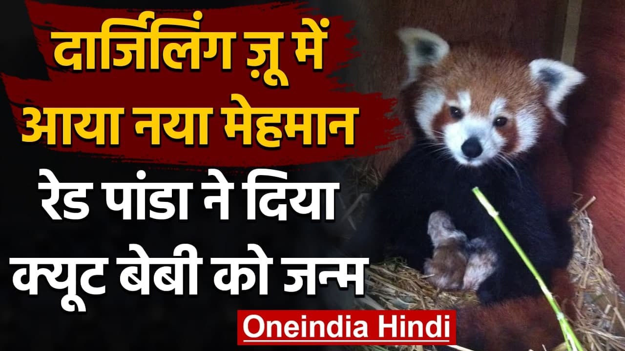 West Bangal : Darjeeling Zoo में Red Panda ने द...