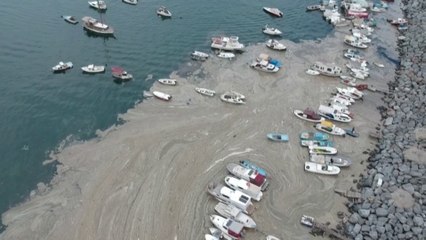 Turquie : qu'est-ce que la «morve de mer» qui envahit le littoral ?