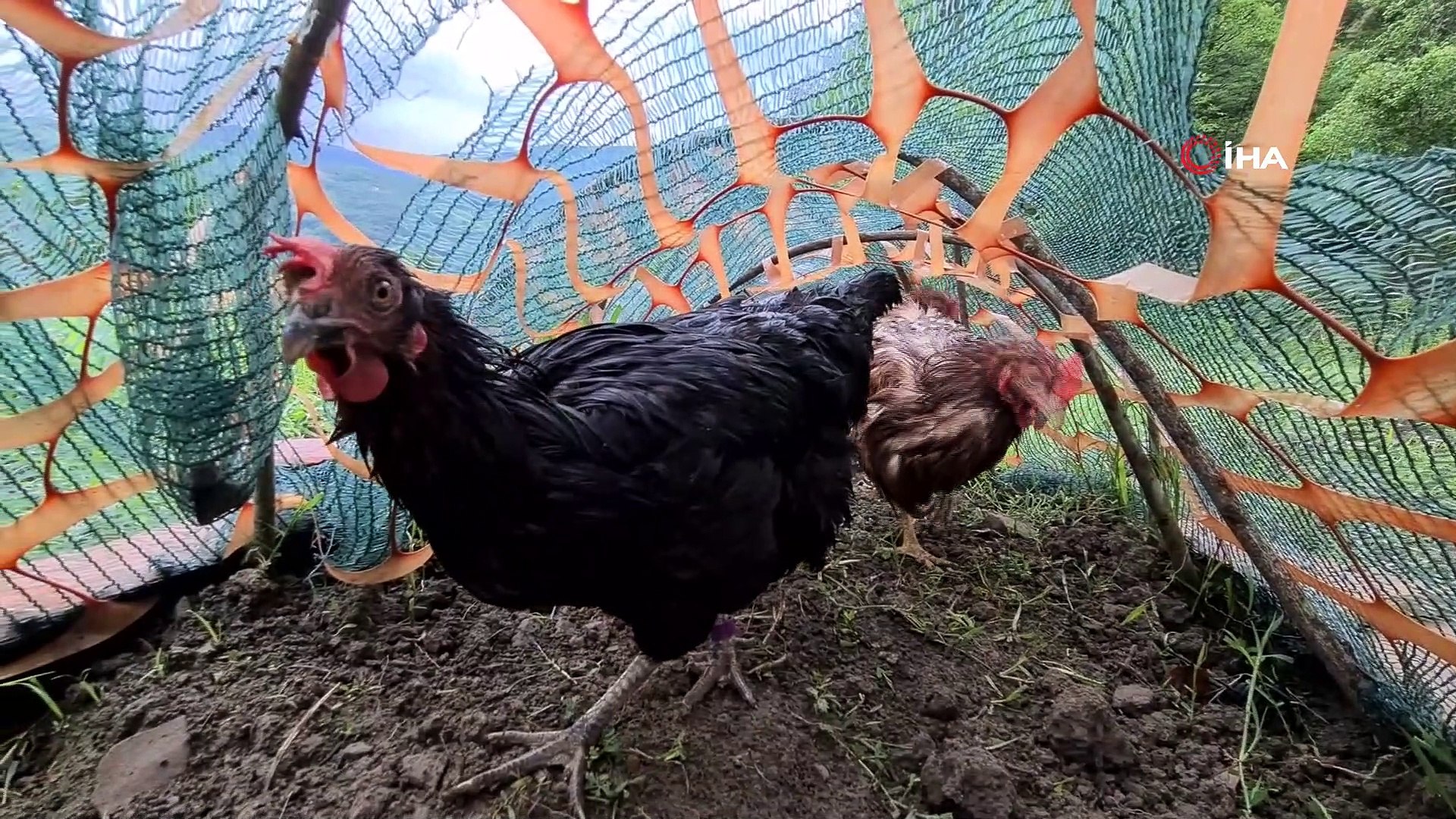 Sebzeleri tavuklarından korumak için 70 metrelik tünel yaptı - Dailymotion  Video