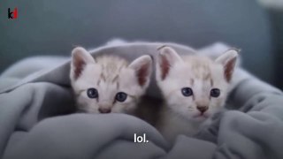 Cute Baby Cats|Cut Cat Meowing|Cat Meowing Sound|Cute Animals