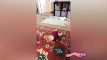 Funny Babies First Time Crawling -  Funny Baby Videos
