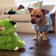 Cute baby animals Videos Compilation cute moment of the animals #61