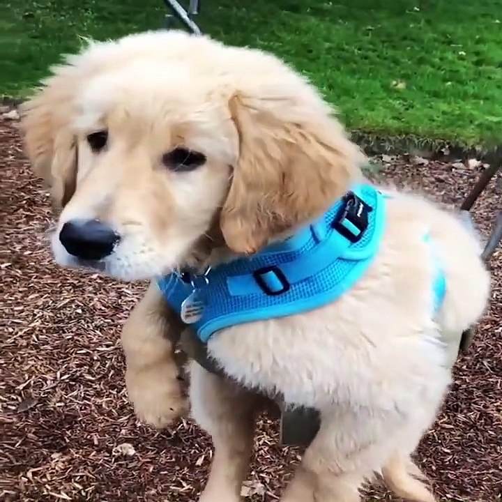 Cute baby animals Videos Compilation cute moment of the animals #64