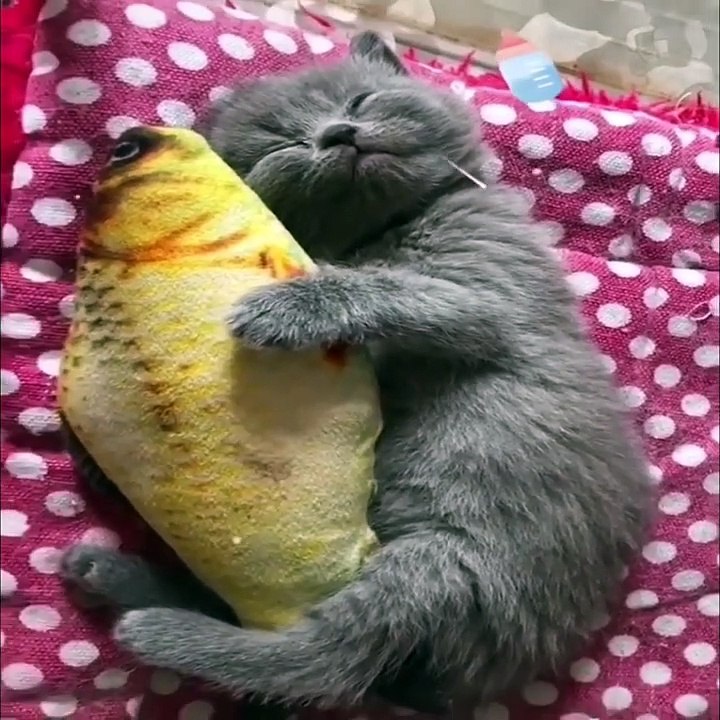 Cute baby animals Videos Compilation cute moment of the animals #65