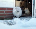 BABY CAT - Poor Cute Cat Got Stuck In The Snow | Cute Cat & Funny Cat Video 2021 | #Short #4 | viral