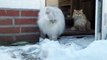 BABY CAT - Poor Cute Cat Got Stuck In The Snow | Cute Cat & Funny Cat Video 2021 | #Short #4 | viral