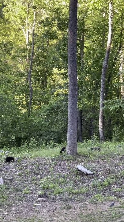 Bear Family Drop by for a Backyard Visit