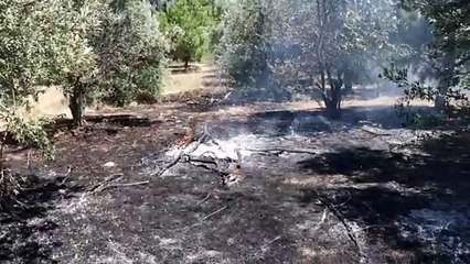 DENİZLİ - Orman yangınında 5 dönüm alan zarar gördü