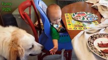 Funny Babies Laughing Hysterically At Dogs Compilation (2017)