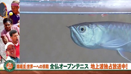 日曜ミステリー「ホテル警備隊　田辺素直」2021年6月6日 (Edit-2/2)