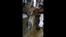 Dog and cow besties share an incredible bond_HIGH