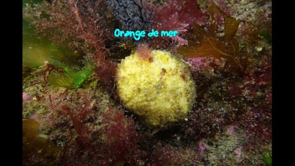 Sortie Bio à Larmor Plage