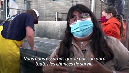 Face à la sécheresse, la Californie aide ses saumons à migrer