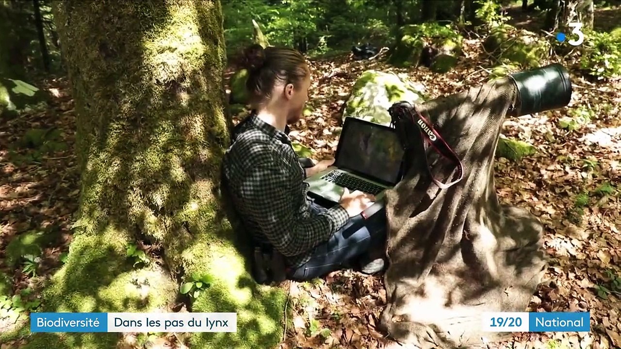 Biodiversité : dans les pas feutrés du lynx, espèce menacée