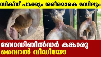 Body builder kangaroo from Texas goes viral