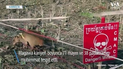 Mayın Tespit Edebilen ‘Kahraman’ Fare Emekli Oluyor