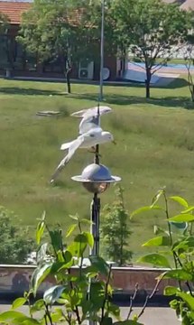 Son dakika... ŞİLE'DE AYDINLATMA DİREĞİNE KANADI TAKILAN MARTIYI İTFAİYE EKİPLERİ KURTARDI