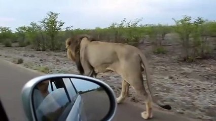 Ce lion déteste qu'on le suive en voiture