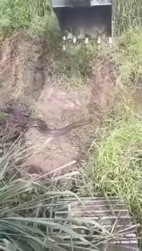 Ces ouvriers découvrent un énorme anaconda en creusant un fossé