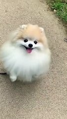 Cute baby dog Aww so Cute