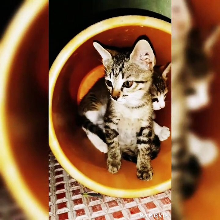 Cats under the bucket