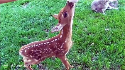 Baby Deer (Fawn) Jumping & Hopping - CUTEST Compilation