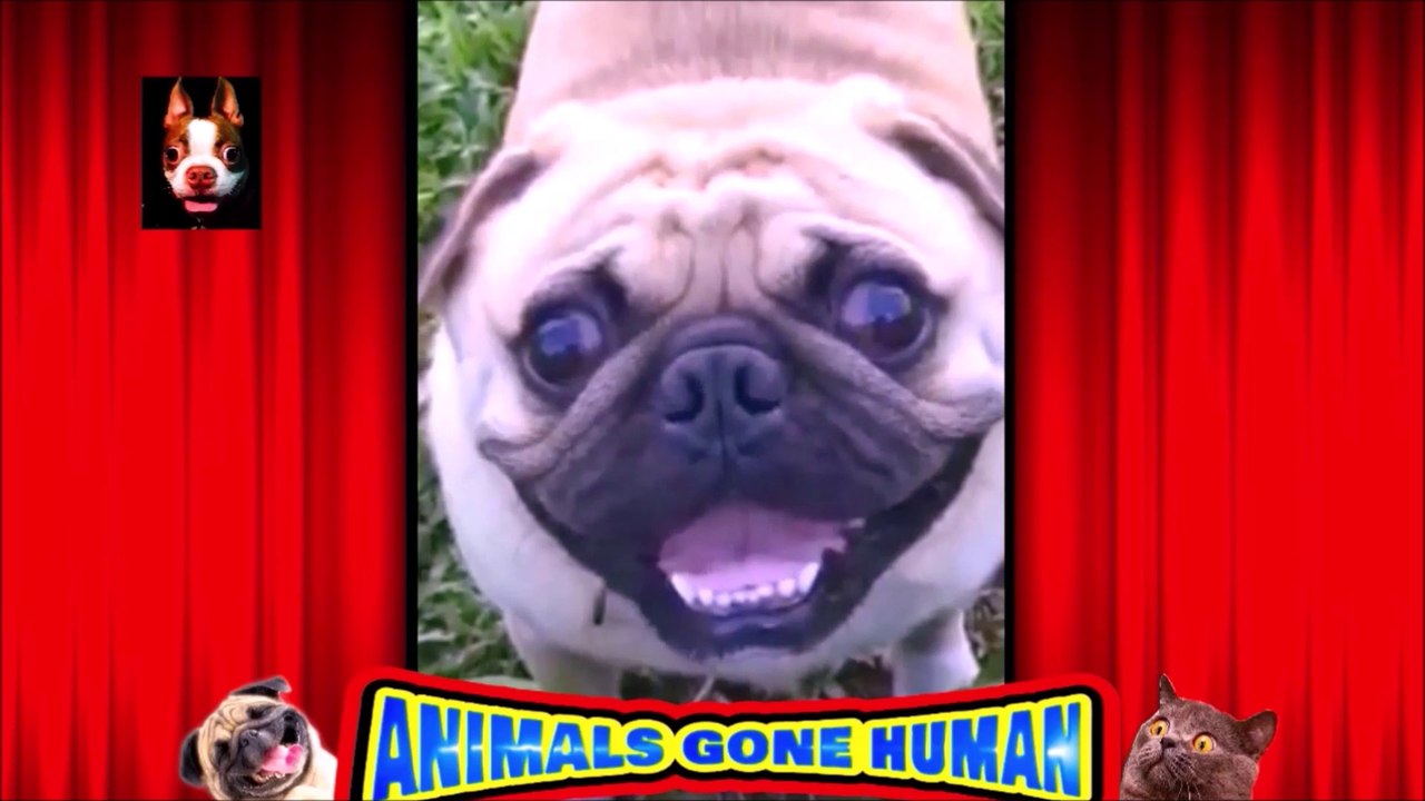 Hey ! Smile Doggy Your On "Doggy Camera"