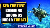 Sea Turtles in the South Pacific: Breeding Grounds Under Threat | Oneindia News