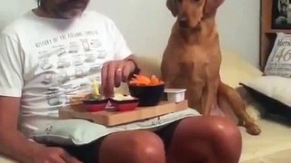 DOG WATCHING OWNER EATING AND PRETENDING