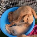 Baby Animals  Funny And Cute Cats And Dogs Videos Compilation (2019) Perros Y Gatos Recopilación