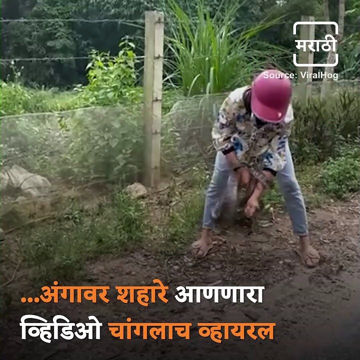 Spine Chilling Video Of Vietnamese Woman Catching A Snake With Bare Hands