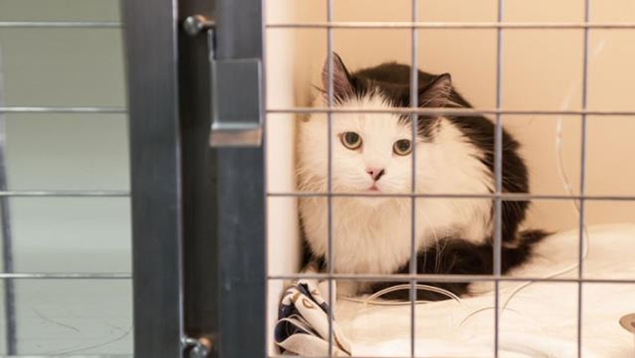 Hayvan Hakları Yasası'nda sona gelindi! İşte madde madde yapılacak değişiklikler