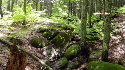 Tarzan'ın evi halen ilk günkü gibi