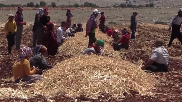 GAZİANTEP - Araban sarımsağında bu yıl 45 bin ton rekolte hedefleniyor