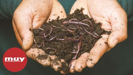 La NASA envía miles de gusanos al espacio