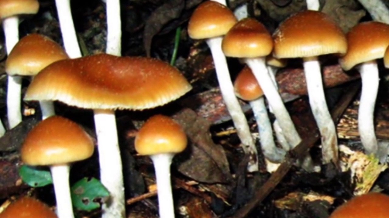 TOP 10 COSA QUE PUEDES COMPRAR EN LA DEEP WEB