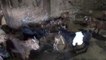 BALIKESİR - Yırtıcı hayvanlardan kaçan karaca yavrusuna, yavrusu ölen keçi annelik ediyor