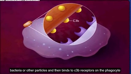 The Process Of Phagocytosis