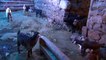 BALIKESİR - Yırtıcı hayvanlardan kaçan karaca yavrusuna, yavrusu ölen keçi annelik ediyor