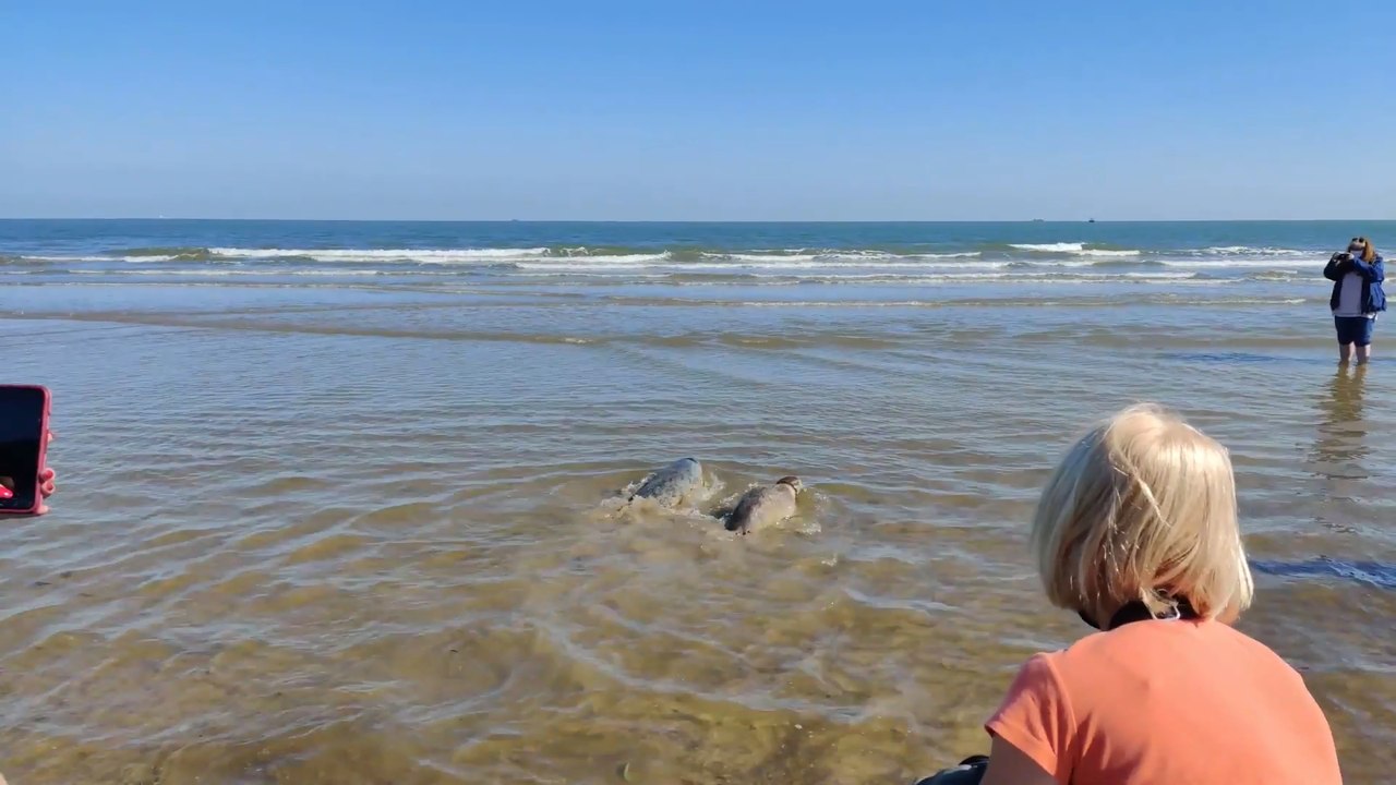 Deux phoques gris relâchés en mer du Nord par les soigneurs de Sea Life Blankenberge
