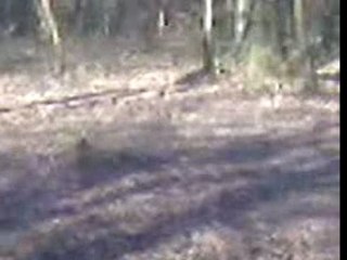 Honda 125 é 250 CR dans les bois