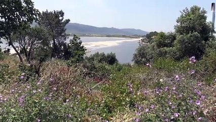 BALIKESİR - Sahillerde 'deniz salyası' yoğunluğu